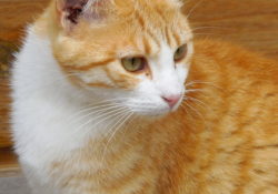 Abilis