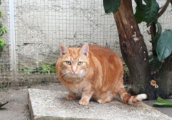 Caramelle