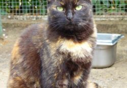 Hortense
