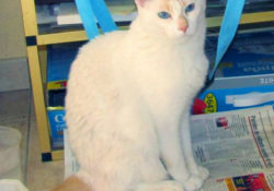Bouba