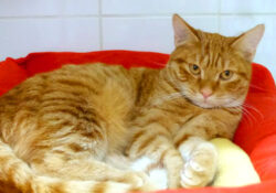 Cadbury