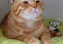 Garfield