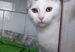 Lucy