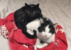 Saïph et Sidoine