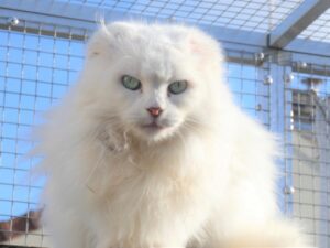 Alaska