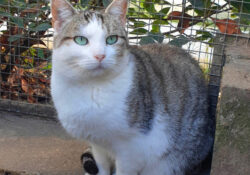 Alinette