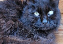 Negra