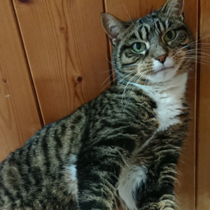 Tigra