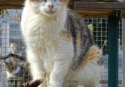 Eglantine