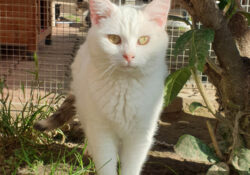 Florine