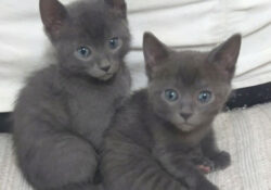 Abilène et Amaretto