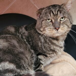 Castor