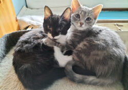 Siphonette et Schinou