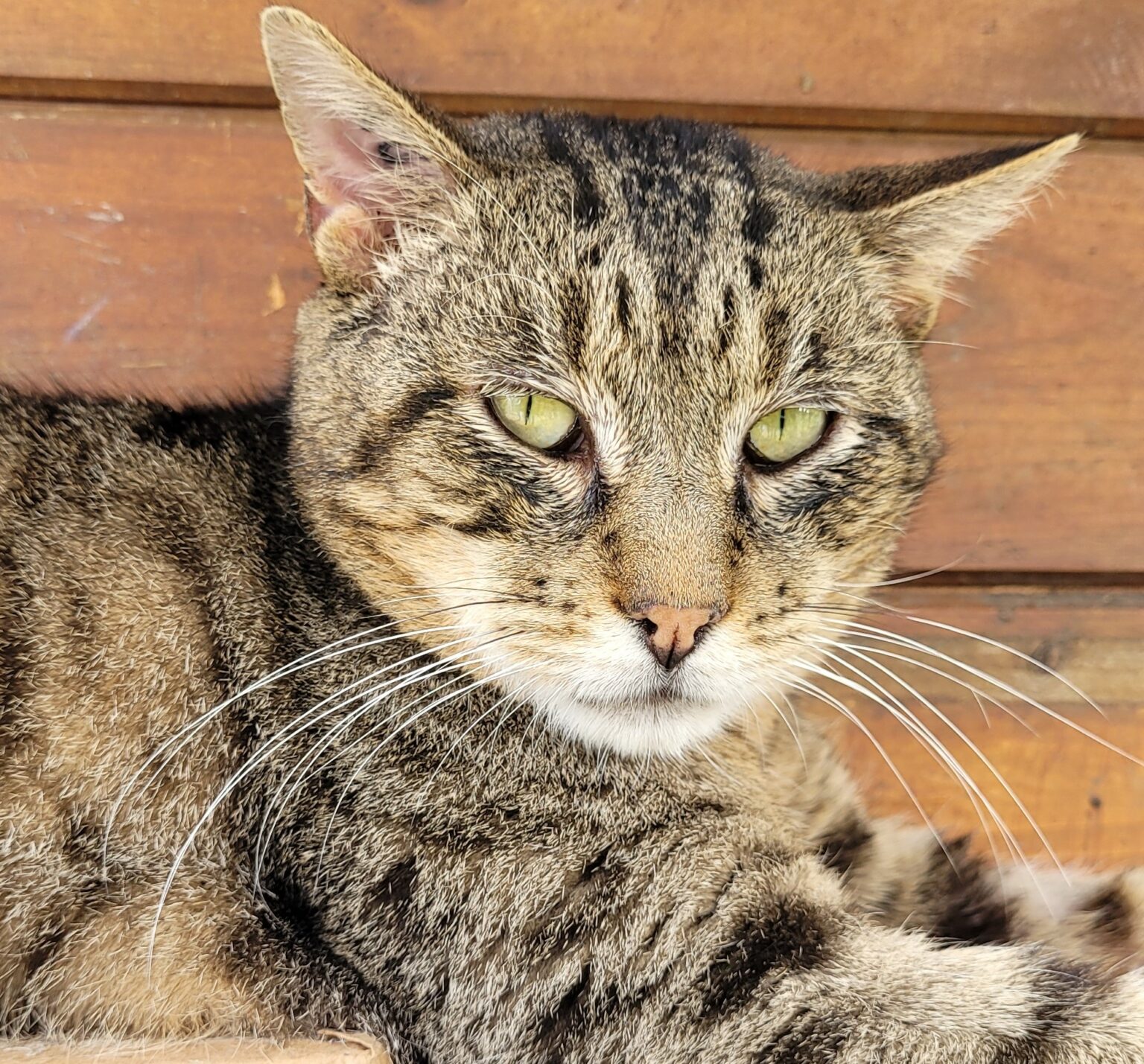 Atlas LÉcole Du Chat Libre Du Parisis