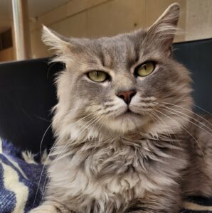 Enzo