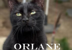 Orlane