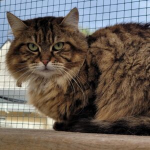 Arlequine