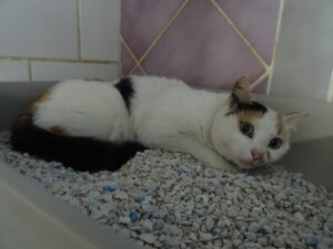 Seniorita