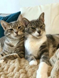 Pitounet et Grisounet