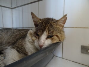 Mascotte