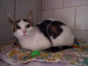 Miou