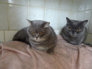 Shiva Manouchka et Princesse Amour