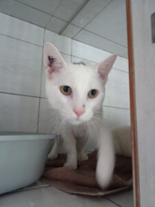 Zouzou
