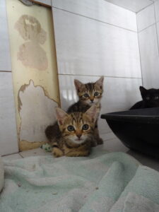 Alienor Arya Asko Aloes