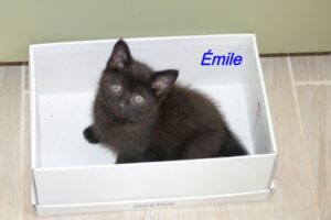 Emile