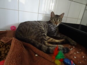 Gulia