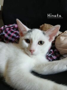 Hinata