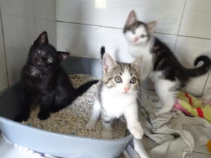 Chatons Mady