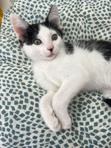 Nova