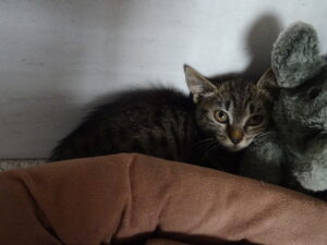 Amourette