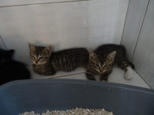 Chatons Ariette