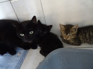 Ariette et chatons