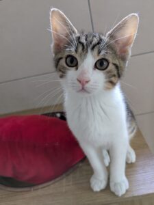 Axel