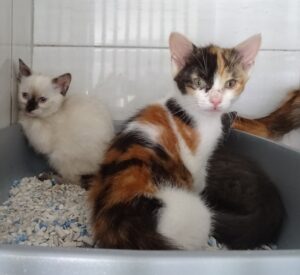 Comtesse, Cybille, Cyrano