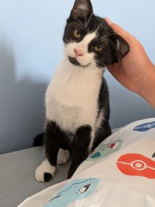 Houpette