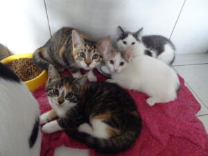 Chatons de Inis