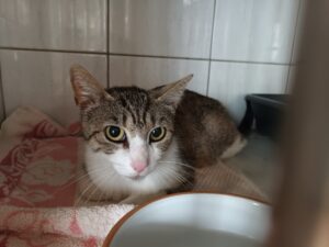 Minette