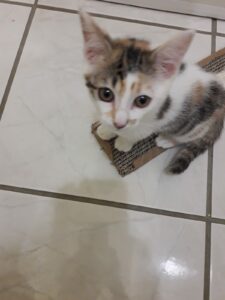Muesli