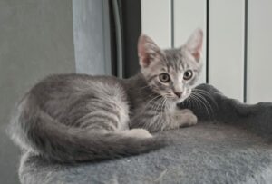Oscar