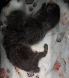 Chatons gris