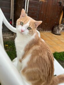 Henry