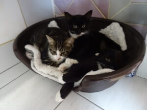 Gaya, Giroflée, Gerry