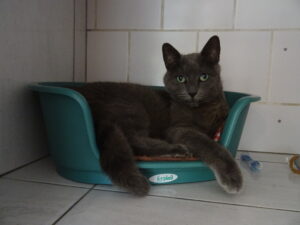 Zola