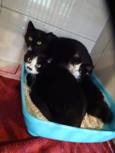 Avina Chérubin Cochise