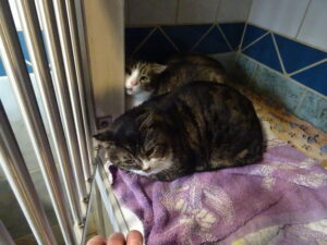 Pimprenelle et Pitchou