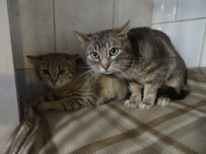 Pimprenelle et Pitchou